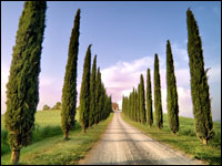 Cipressi