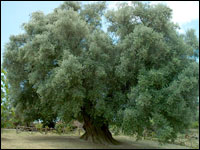 Olivo