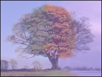Oroscopo dell'albero